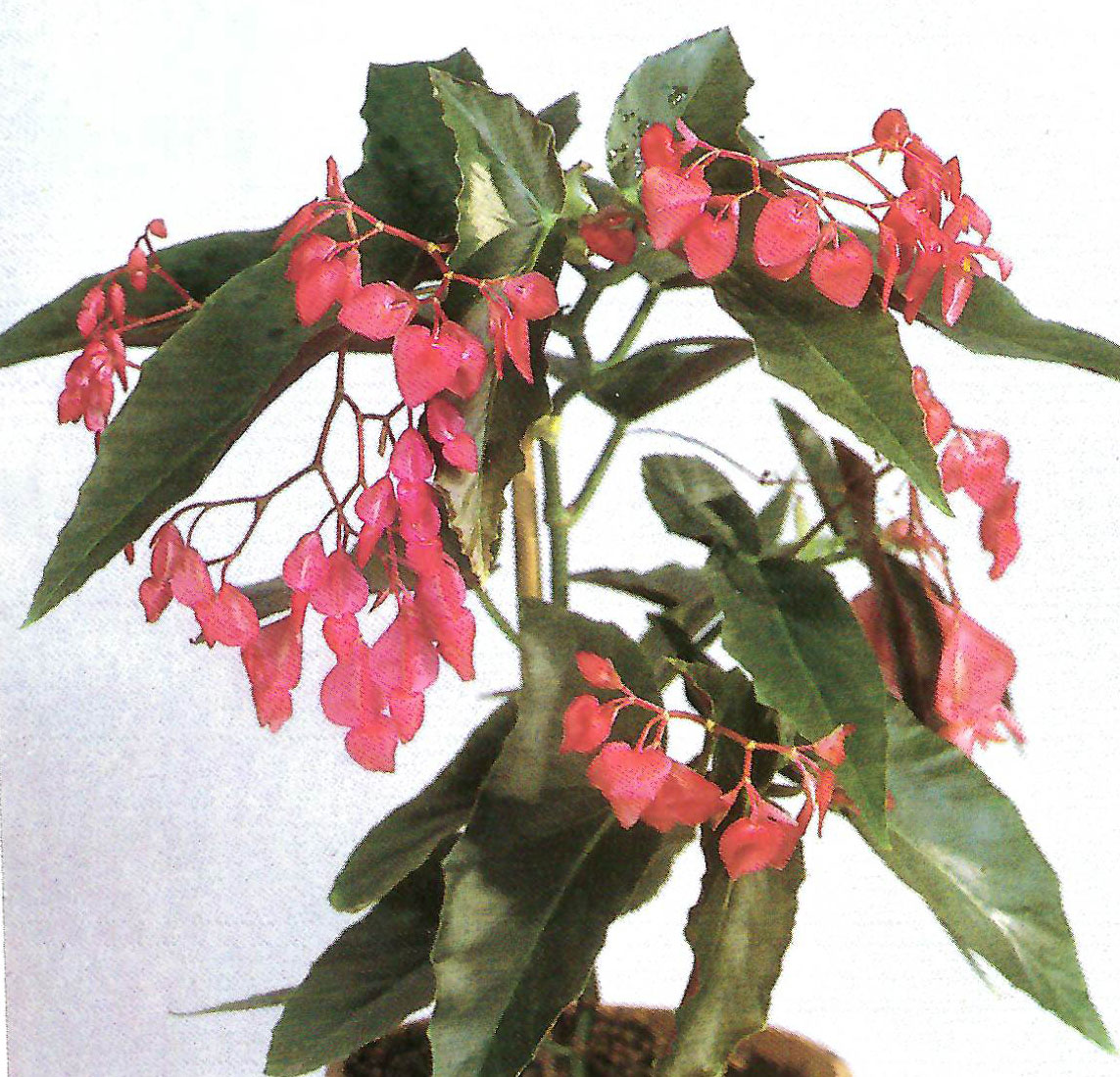 B. ‘Manazuru’